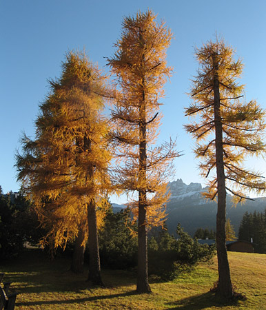 Stessi alberi, altra stagione: l'autunno