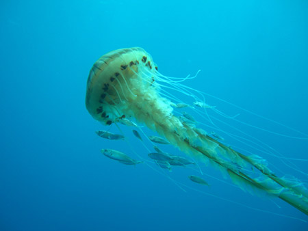 Nella scia della medusa