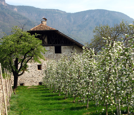 Meli in fiore a Merano