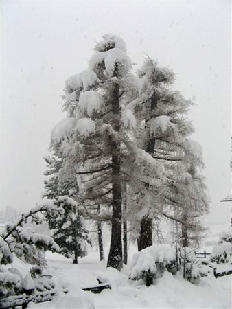 Larici ricoperti dalla neve