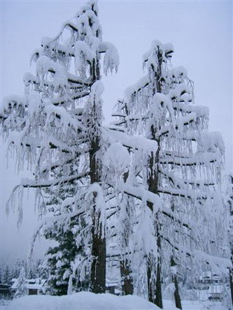 La neve sugli alberi