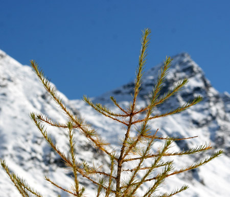 Nevicata autunnale