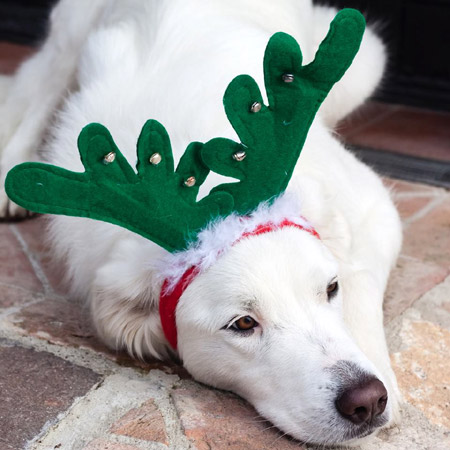 Una renna di babbo natale