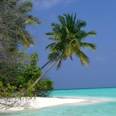Maldive: palme sul mare