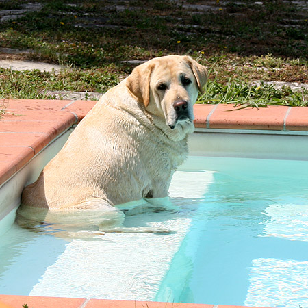 E la chiamano vita da cani