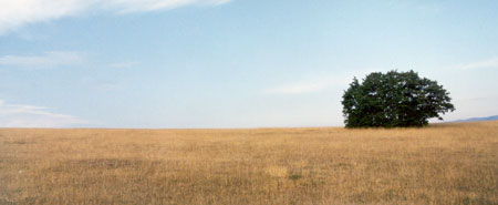 Un albero all'orizzonte