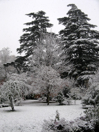 La prima nevicata in giardino