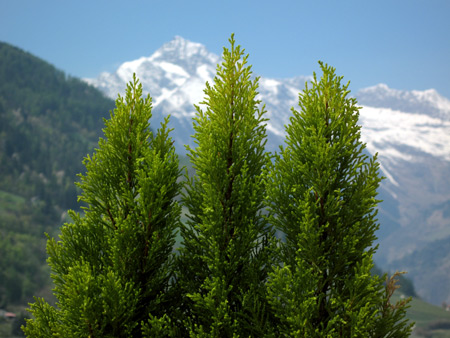 Primavera a Merano