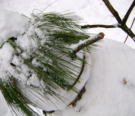 Jack, un pupazzo di neve cittadino