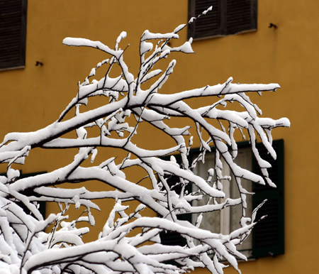 Nevicata a Roma, rami innevati
