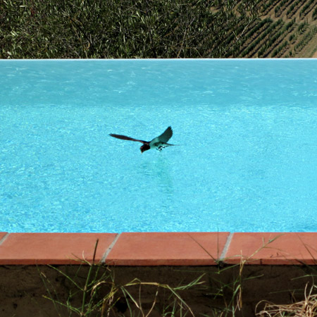 Una rondine che beve in piscina