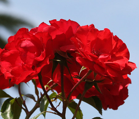 Rose rosse