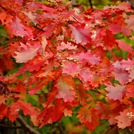 Rosso d'autunno