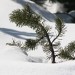 Un ramo appena fuori dalla neve