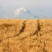 Strade sui campi di grano