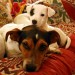 2 Jack Russell