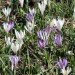 Fioritura di crocus multicolore