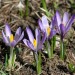 Fioritura di Crocus