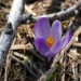 Crocus fiorito nel sottobosco