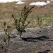 La vita rinasce su un tronco di un albero tagliato