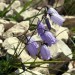 Campanule sulle rocce