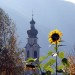 Il campanile e il girasole