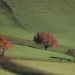 Alberi rossi sul prato