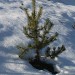 Piccolo abete fuori dalla neve