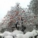 Albero di natale con le palle arancioni