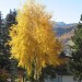 Un albero giallo