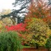 Ultimi colori dell'autunno in giardino