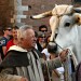 Palio di Siena: i buoi del Carroccio