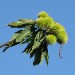 Castagne in arrivo