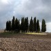 Cipressi al vento in val d'Orcia