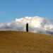 Cipresso solitario in Val d'Orcia