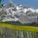 Esplosione di fiori sui prati della Val Badia