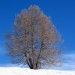 Un albero sulla neve