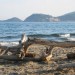 Feniglia: legni portati dal mare