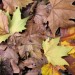 Foglie di platani cadute in autunno