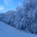 Alberi a bordo pista