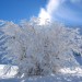 Campo Felice: albero di neve