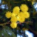 I fiori della Mimosa