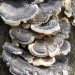 Funghi sul tronco