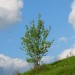 Un albero verso il cielo