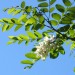I fiori di acacia