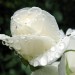 Una rosa bianca, bagnata dalla pioggia