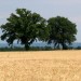 Due alberi in fondo al campo di grano