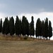 Cipressi vicino a San Quirico d'Orcia