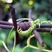 Pianta attaccata al filo spinato