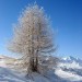 Alberi di neve